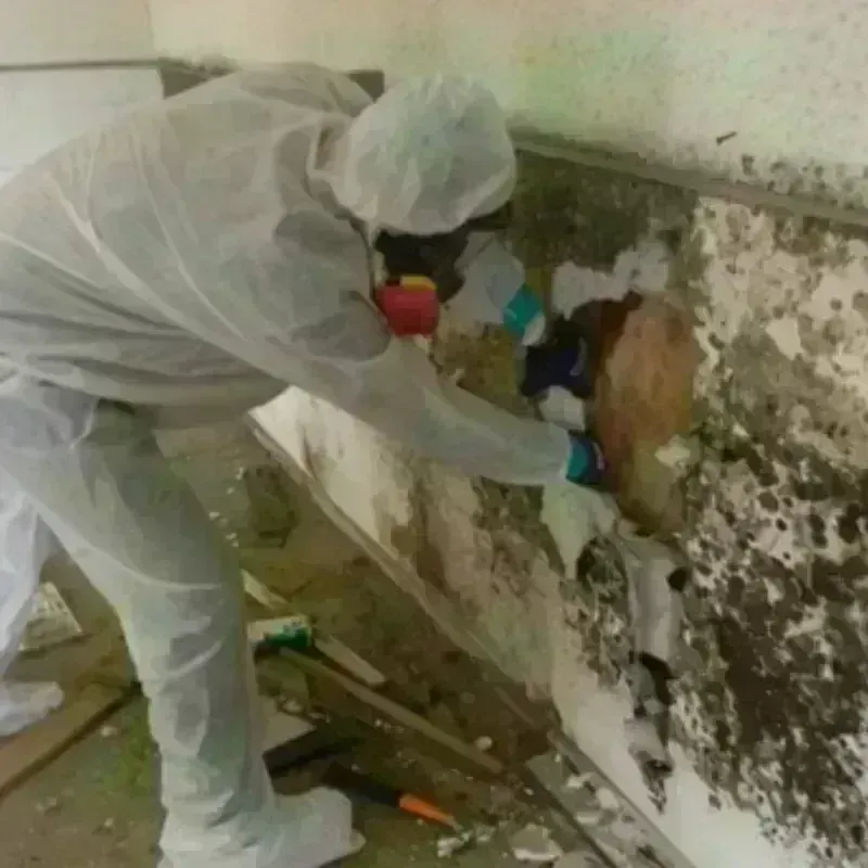 Mold Remediation and Removal in Coatesville, PA